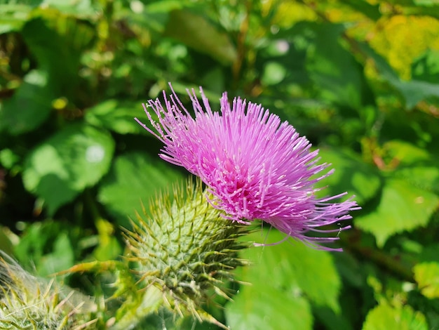 Canada Thistle