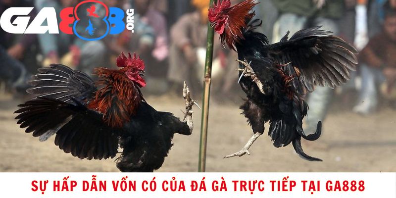 Sự Hấp Dẫn Vốn Có Của Đá Gà Trực Tiếp Tại GA888