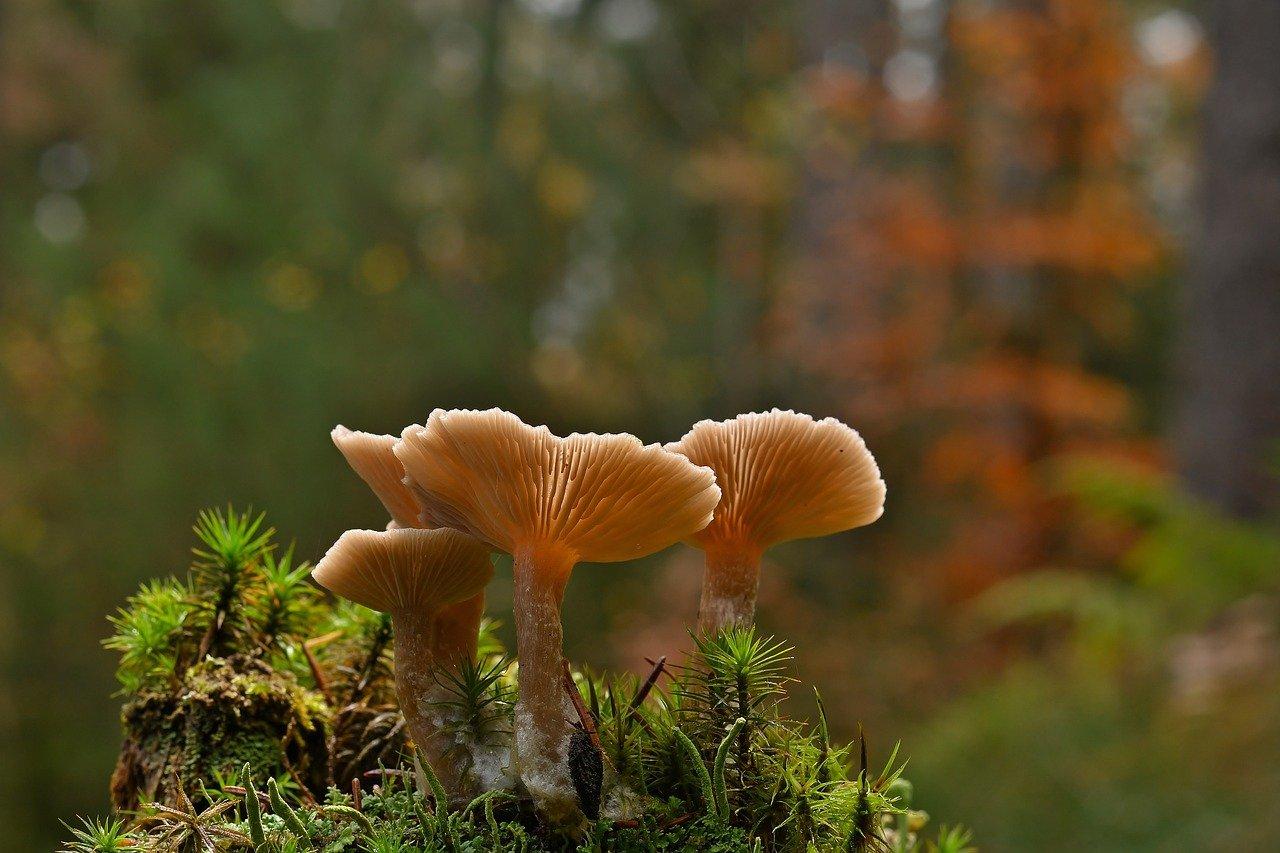 Free Mushrooms Lamellar Mushrooms photo and picture