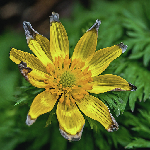 Troubleshooting Common Pheasant's-Eye Growing Problems