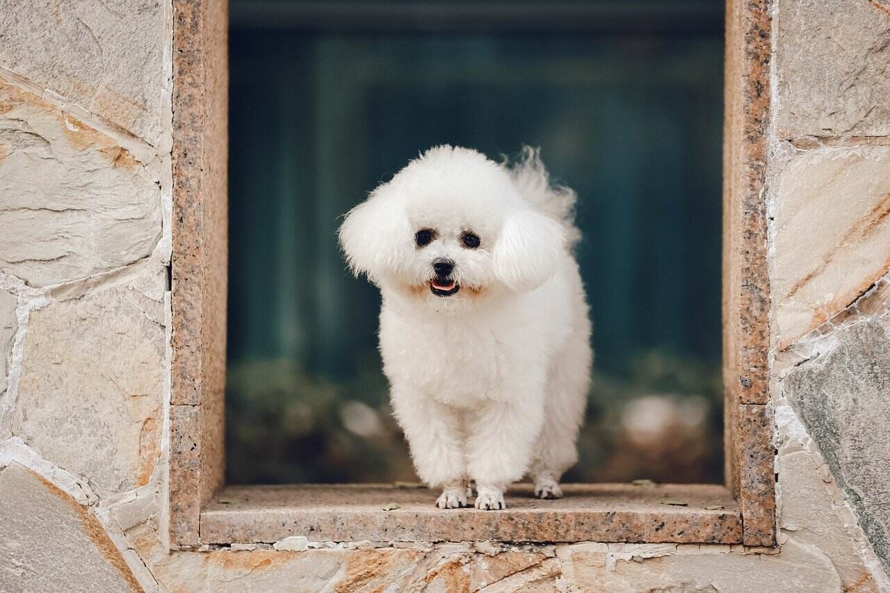 Bichon Frise a dog breed for small houses