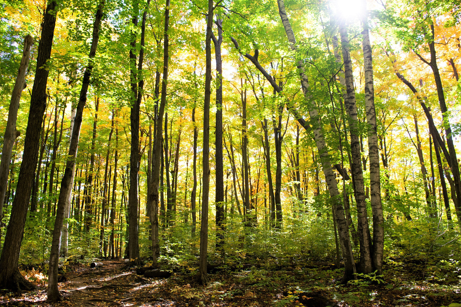 St. Catharines wants to plant 100K trees in 10 yearsÃ¢â‚¬â€itÃ¢â‚¬â„¢s just one way to combat climate change