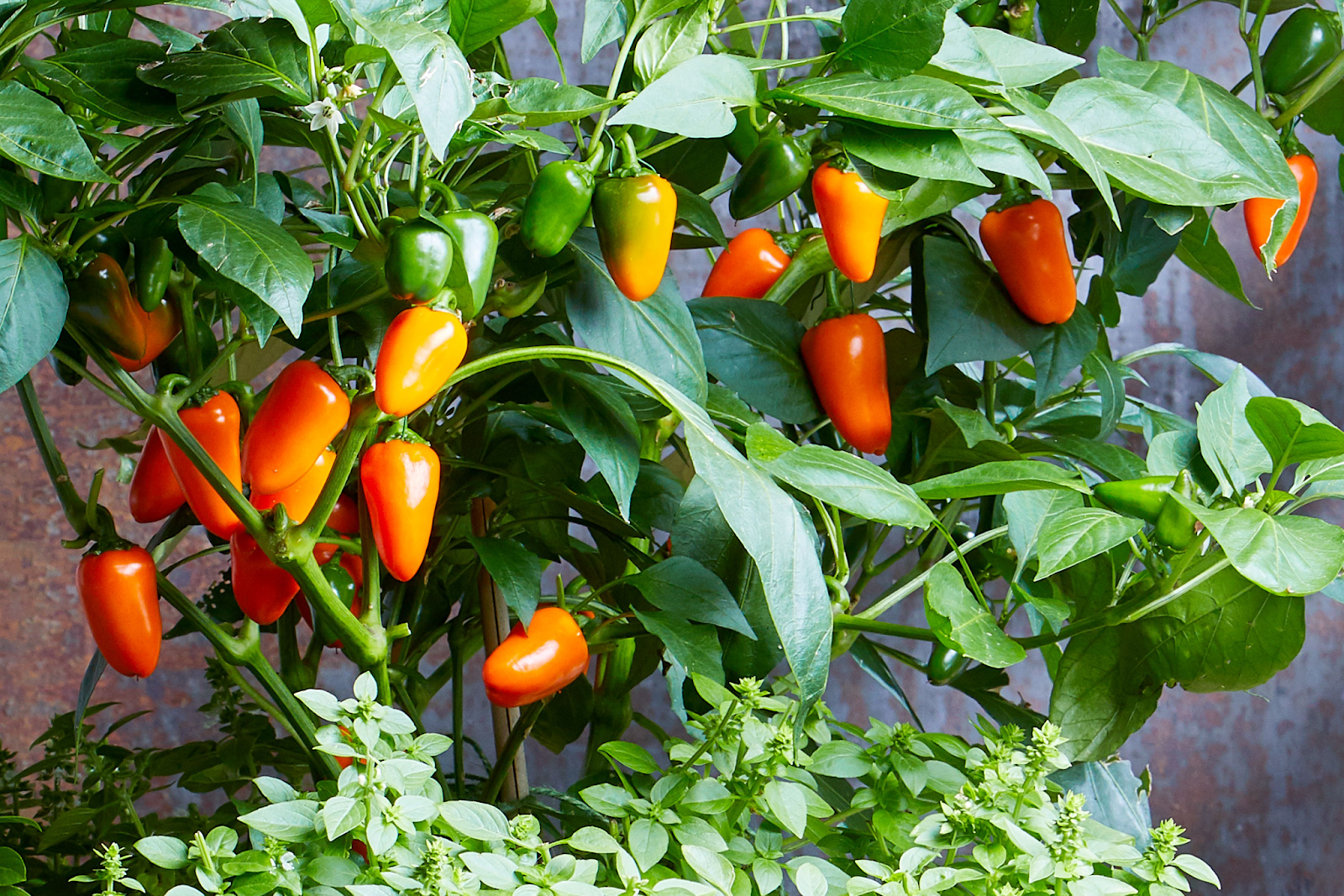 How to grow sweet and spicy peppers at home