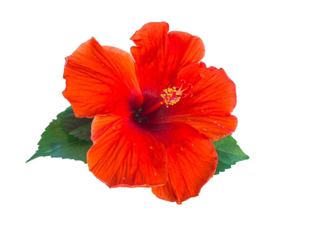 Hibiscus