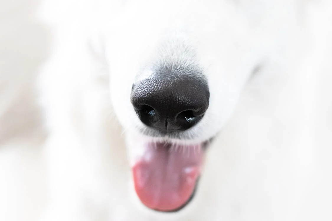 Photo by Simona Kidrič: https://www.pexels.com/photo/white-dog-nose-2607538/ 