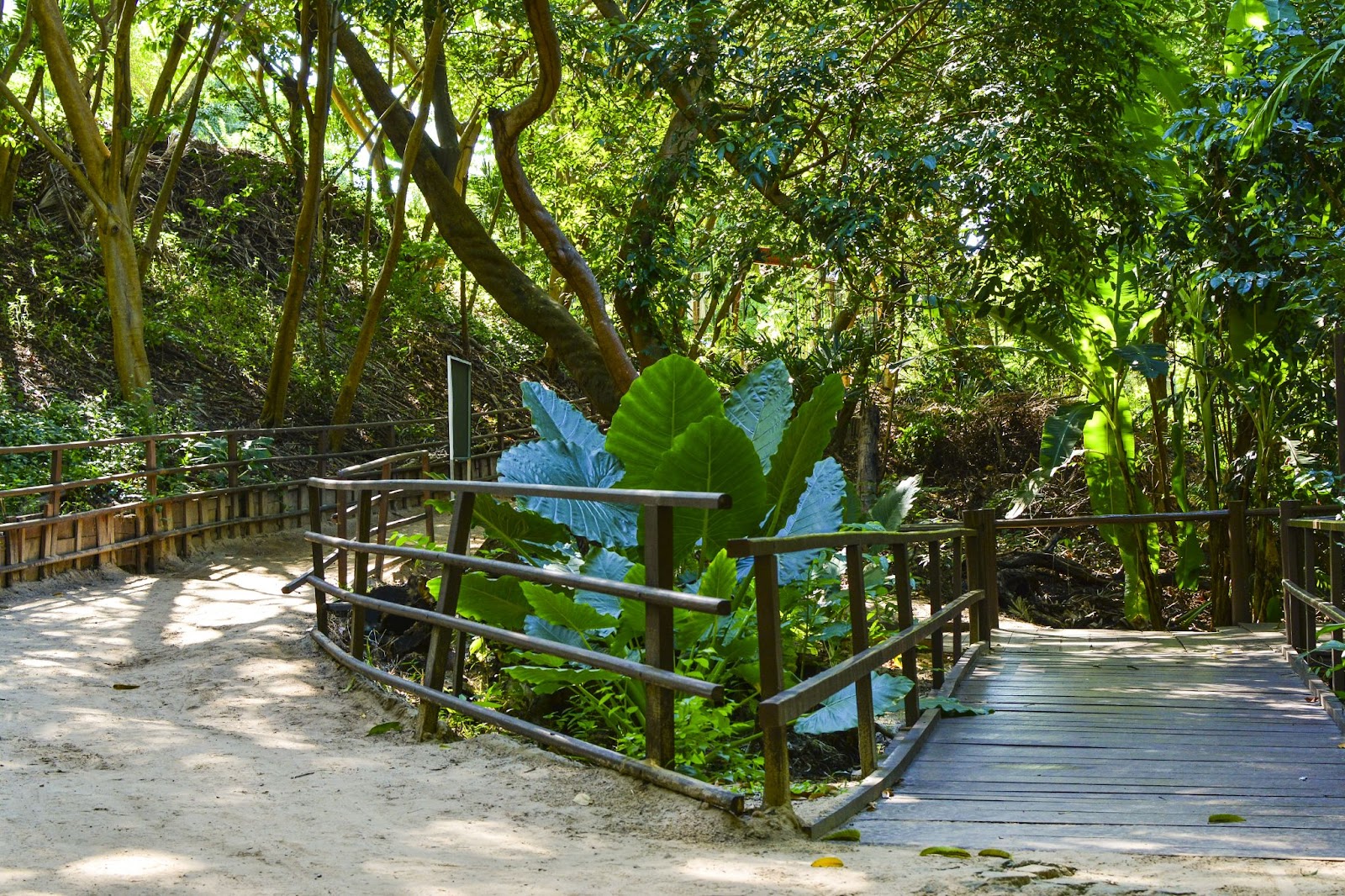 Vista da vegetação em meio a pontes no Parque Estadual do Cocó, em Fortaleza (CE). 