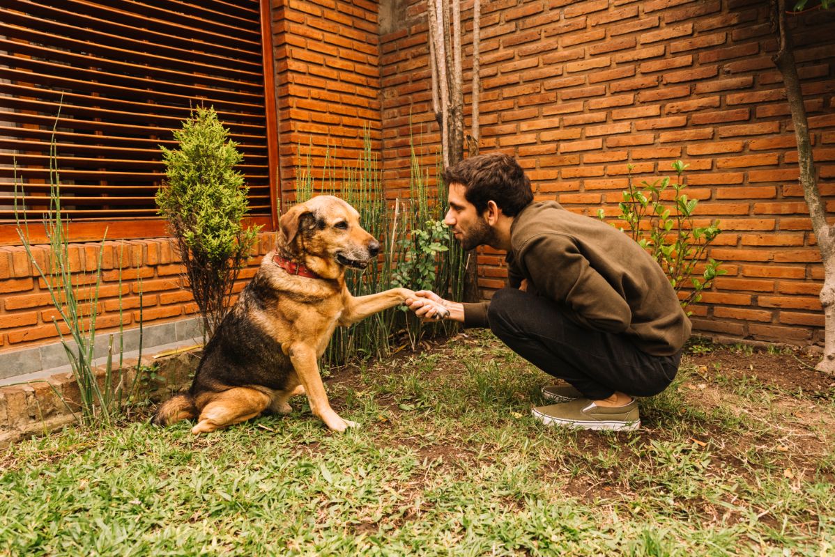 This image is about German Shepherd Dog sitting with its owner in lawn 