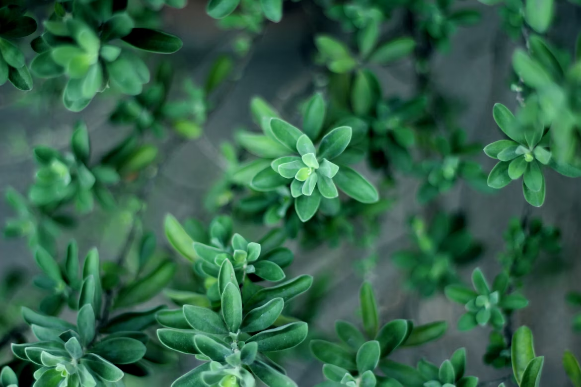 Close-up view of lush green succulent foliage with soft lighting and a blurred background, highlighting the plant’s structured rosette form.
