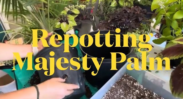 Majesty Palm Repotting