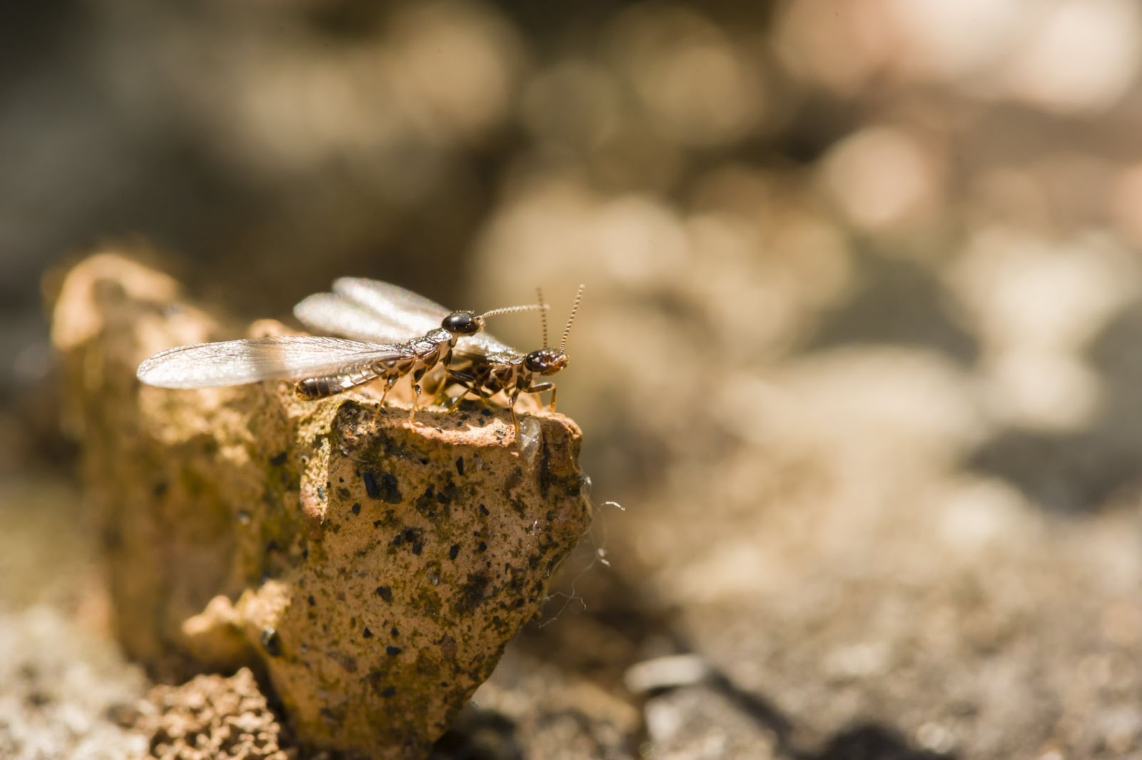 is a termite an insect - Close-up of winged termites perched on a rock surface.