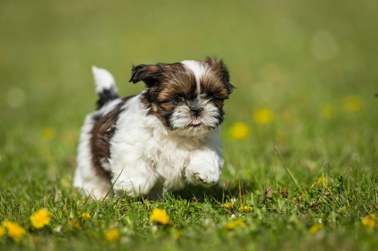 Shih Tzu