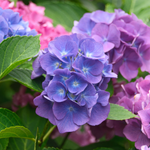 arabic flower names girl
