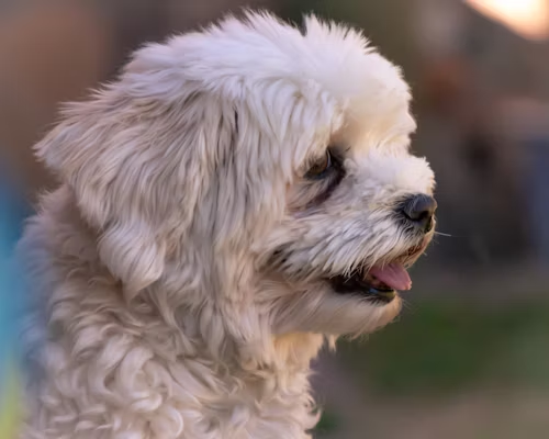 Havanese