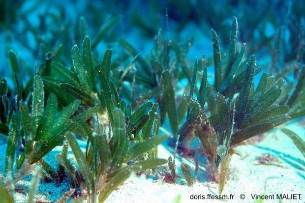 Halophila stipulacea | DORIS