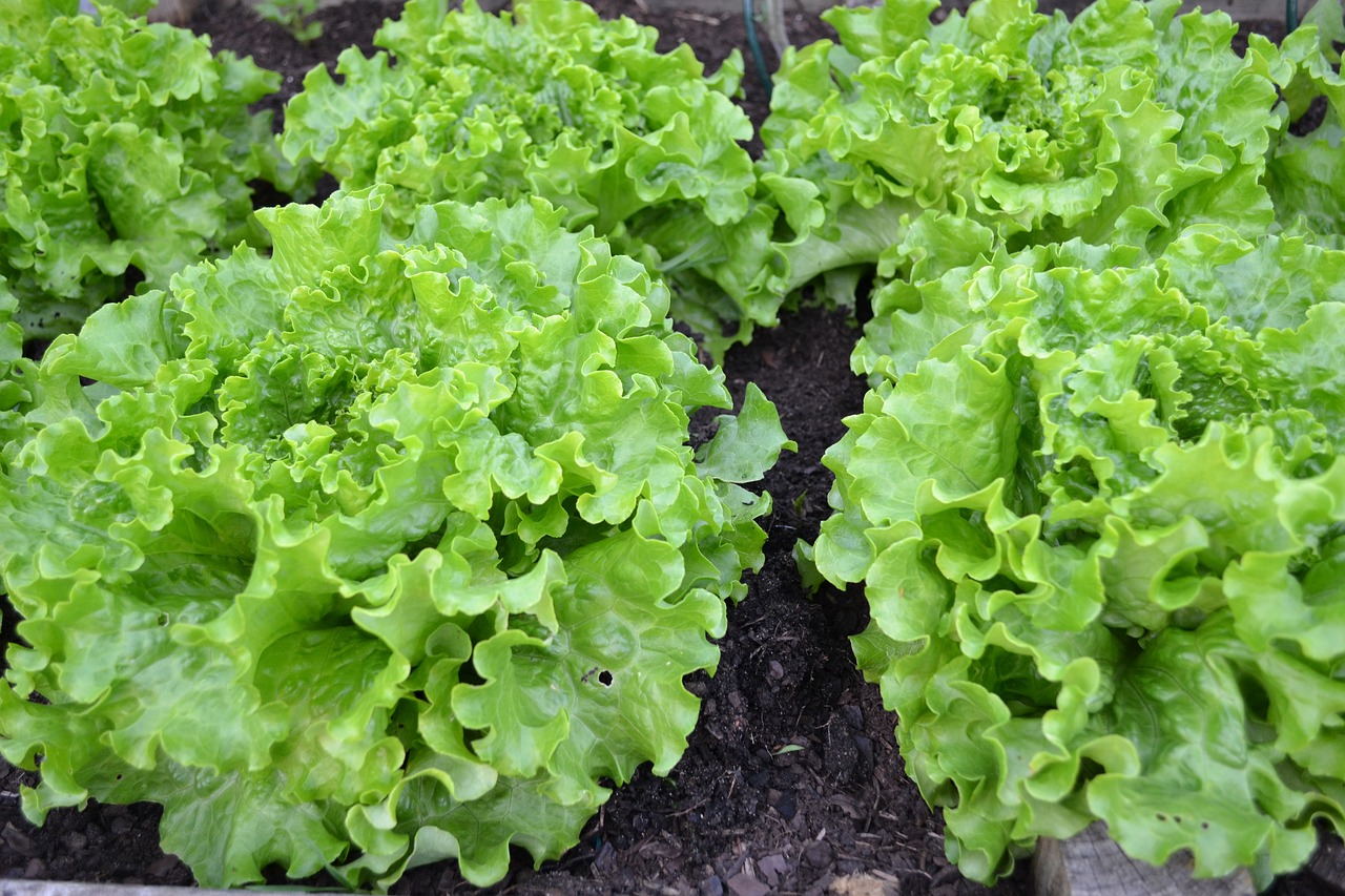 lettuce vegetable seeds that need stratification