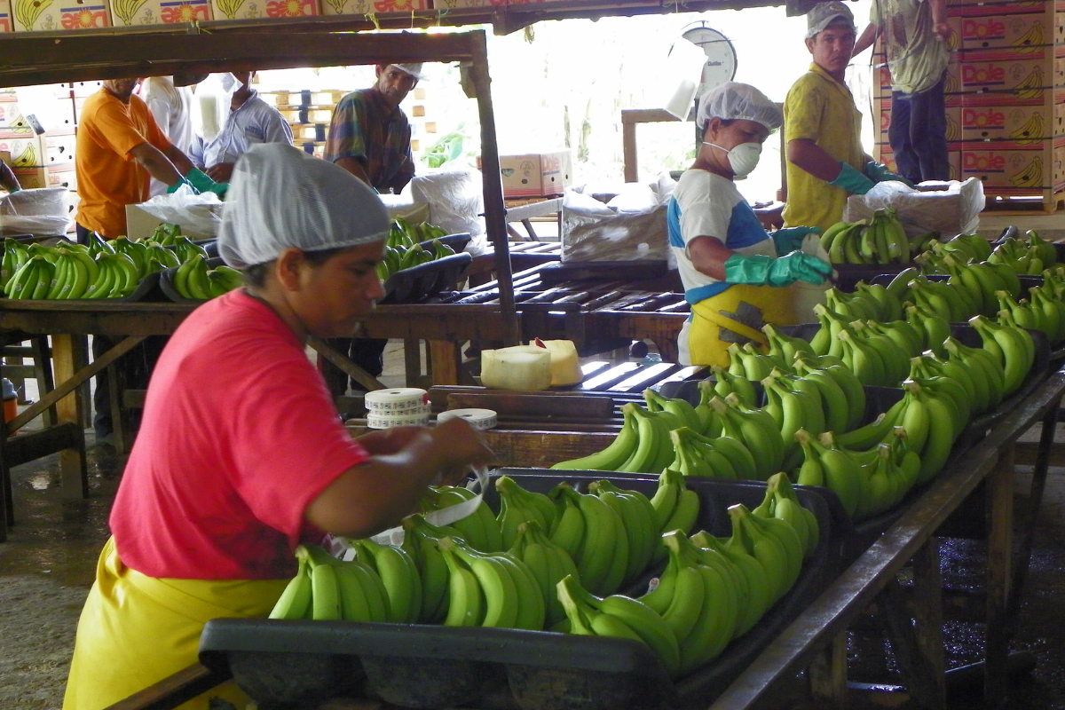 Banana plantation tour
