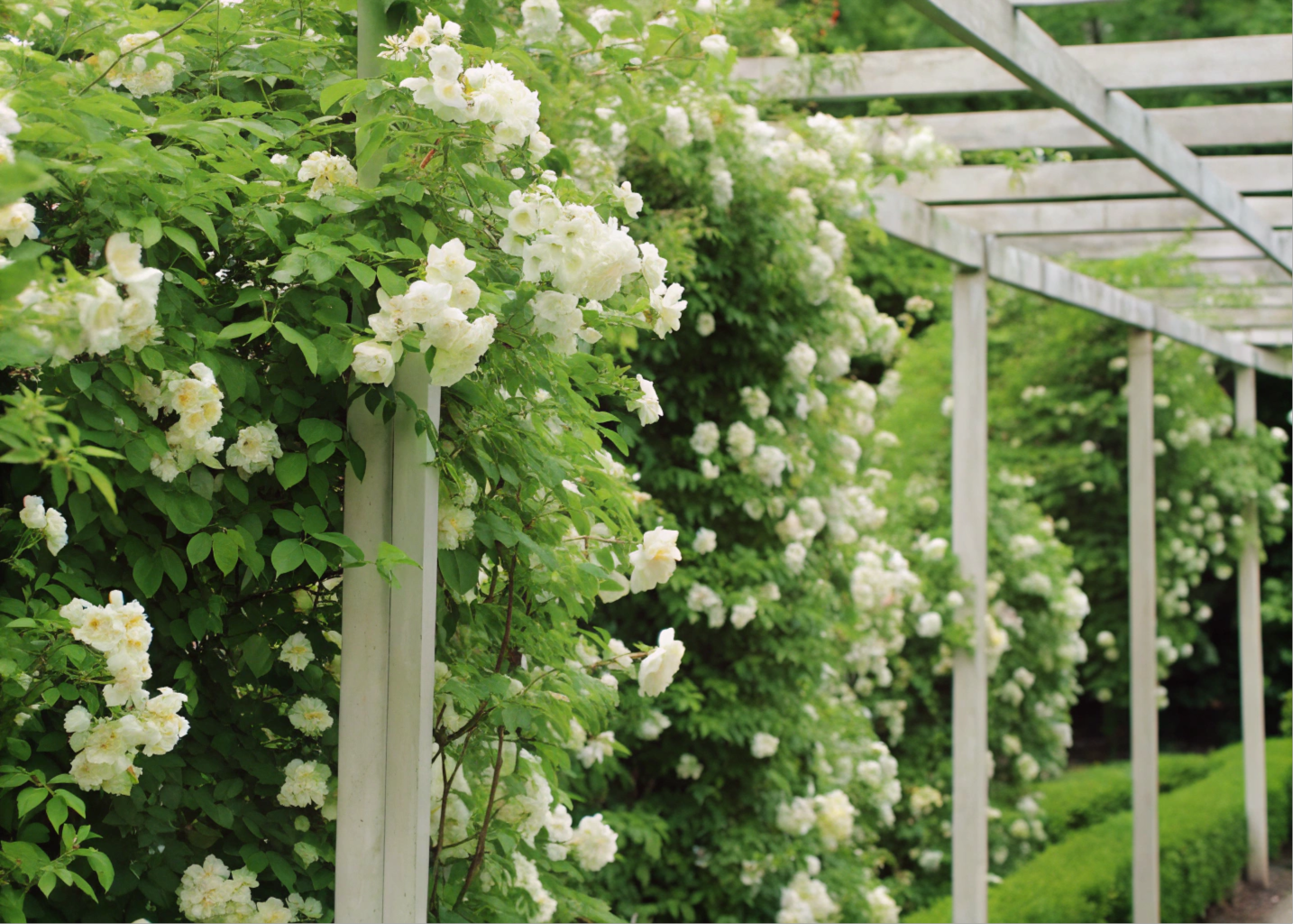 Tumbérgia-branca florescendo sobre pérgola com flores brancas e fragrantes.