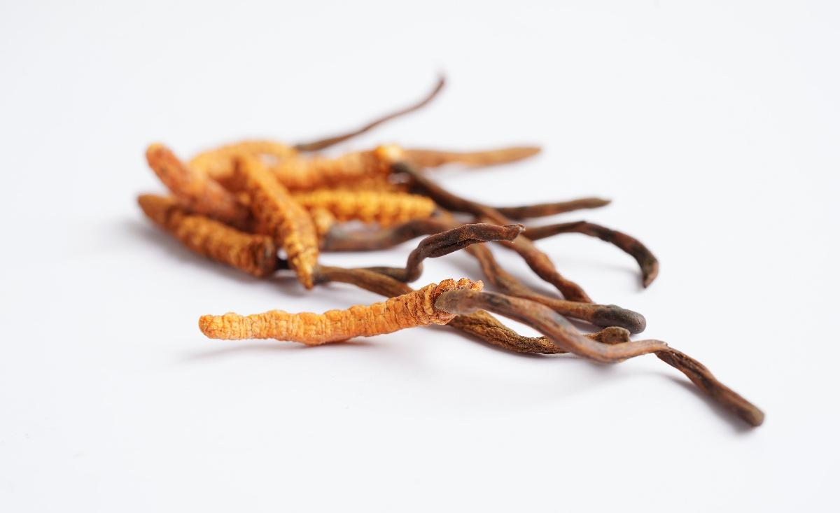 Cordyceps on white background
