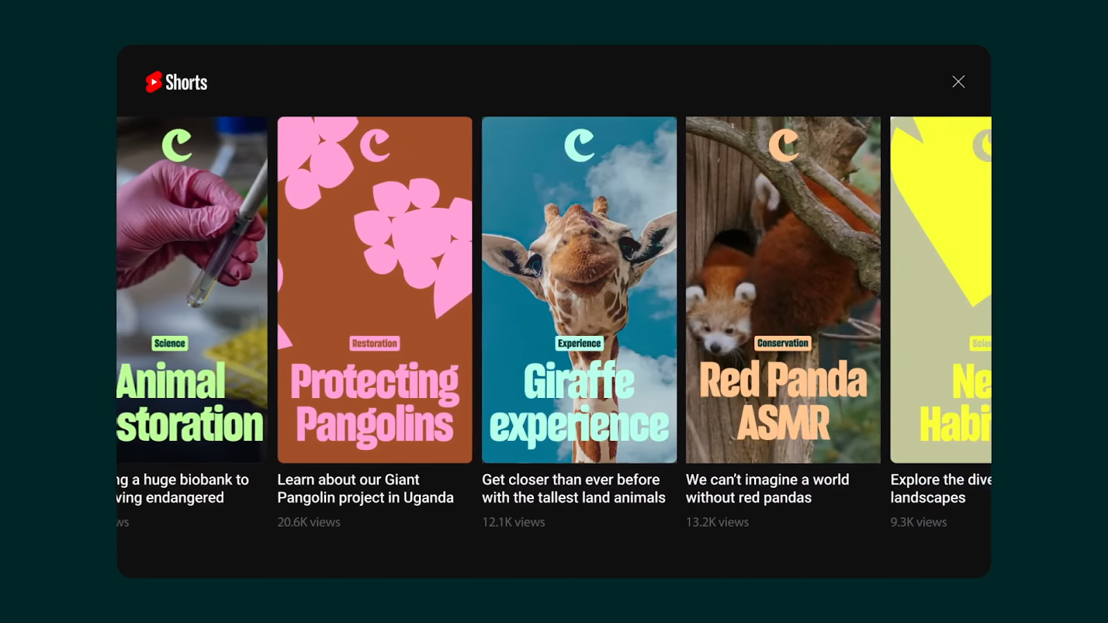 Image from the Chester Zoo's Branding: A Force for Nature article on Abduzeedo