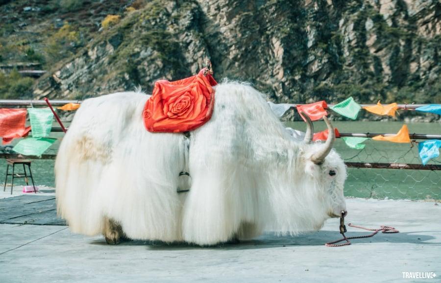 Cửu Trại Câu, mùa đẹp nhất