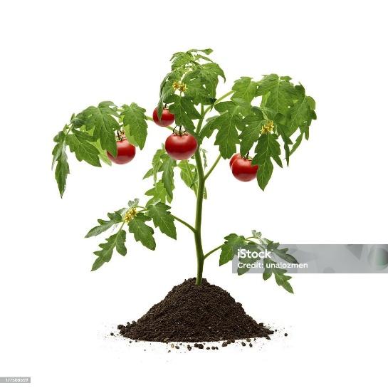 Planta de tomate - Foto de stock de Planta de tomate libre de derechos