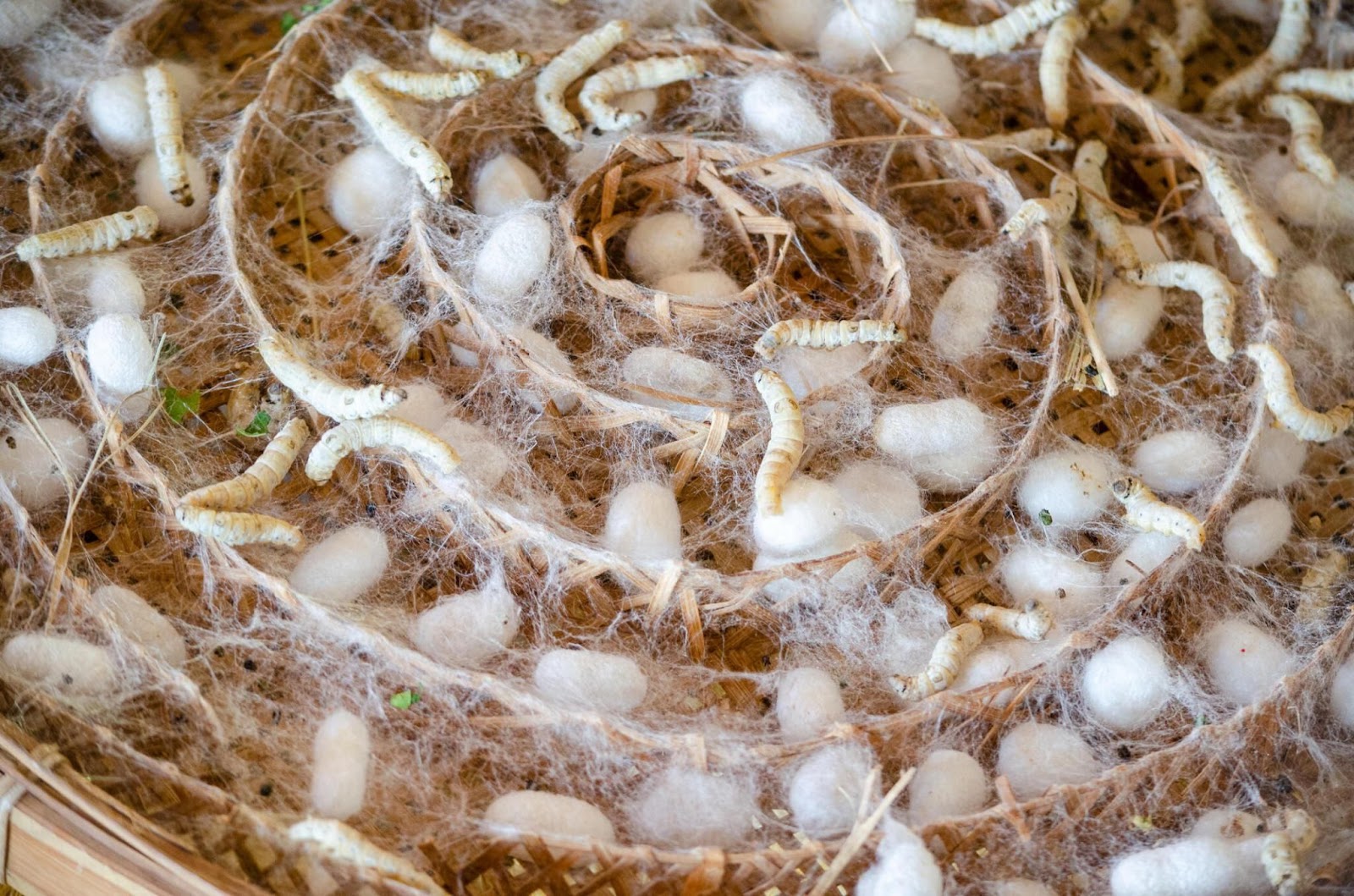 silkworm production on storage space