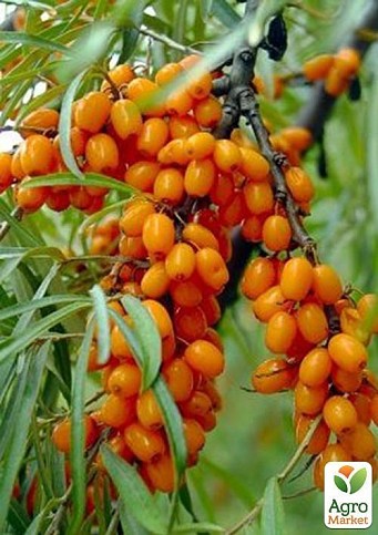 AD_4nXeYuKkJJwxGiva1K_etSr3pmhe12Hf2ySLcOzjQV5yovk8x0cbN5nQHSyzFHw-tj9wmZEI4q6YyDQB6fbQd3ciQH0rSTTLEnZO-yQ78ykOiZG35SieR8jfaJgOM2-q_QbViPv81?key=DuULibBwDDa_wgSWZ2QAUQ