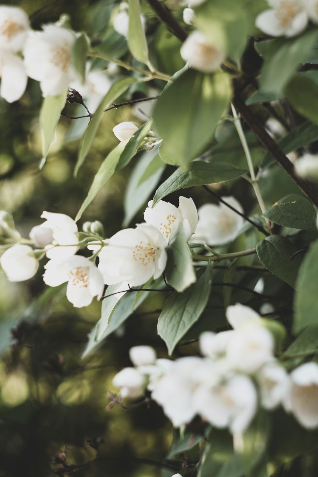 Jasmine Plant Care in Pots