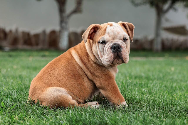 French Bulldogs a dog breed for small houses