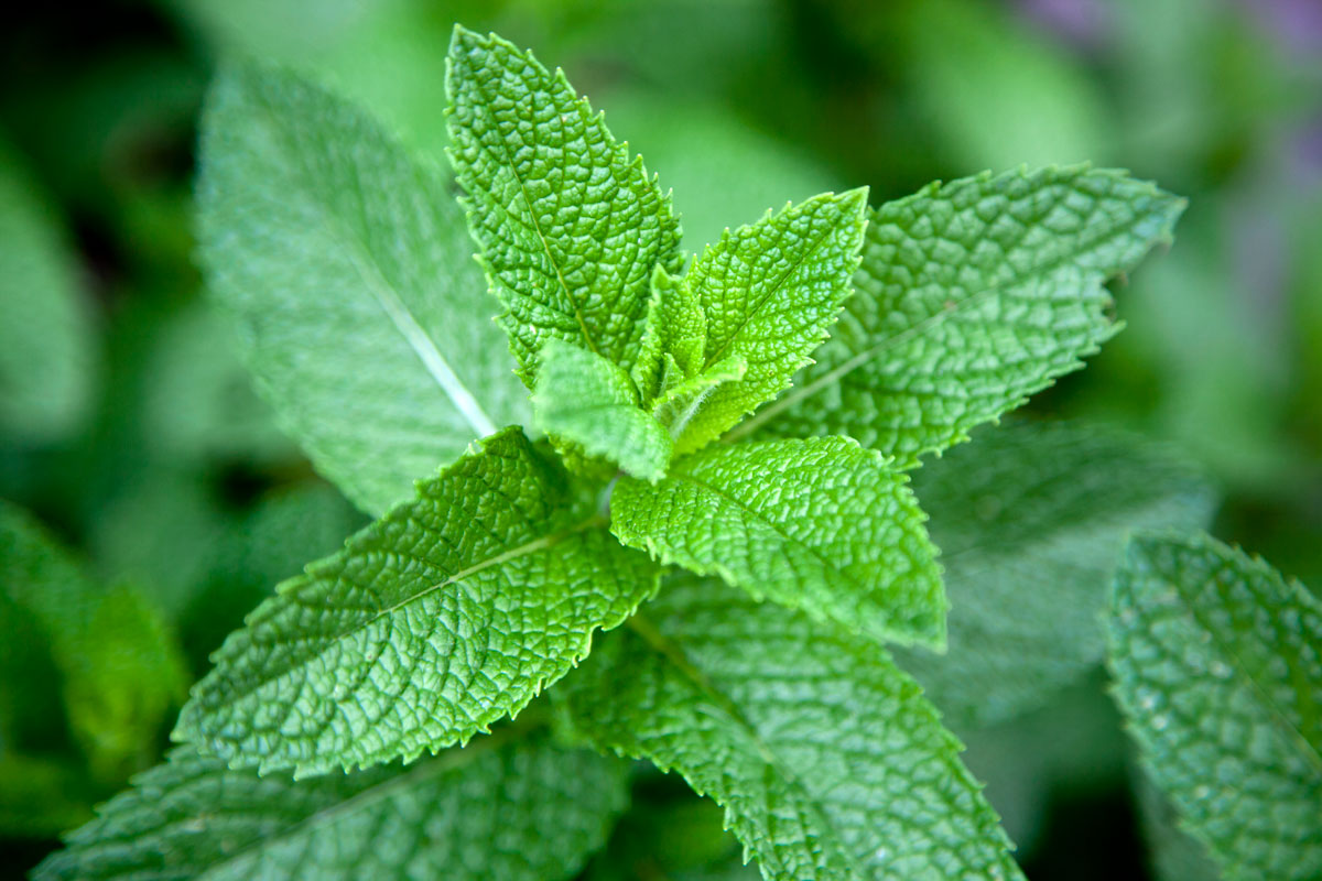 Natural pest and disease solutions for mint plants