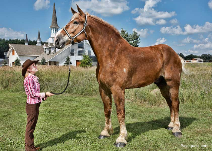 Most Recent Tallest Horse in the World