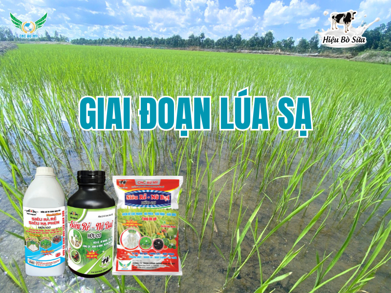 ỨNG DỤNG BỘ SẢN PHẨM CÔNG NGHỆ CAO ÂU MỸ TRÊN CÂY LÚA  