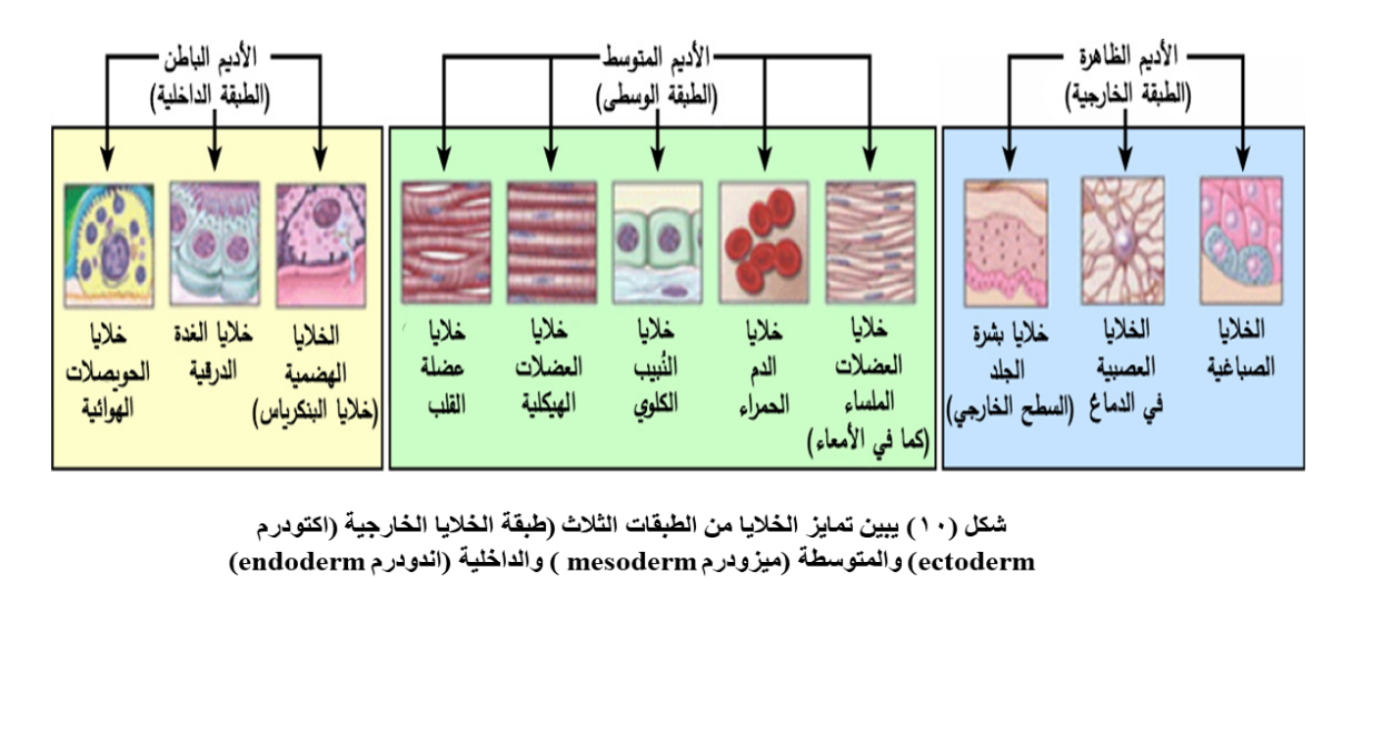 D:\مراسلات الإعجاز العلمى فى القرآن والسنة\محمد عاشور\صور لعجب الذنب\Slide7.PNG