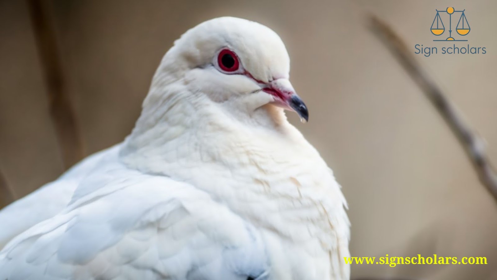 Dove: Messenger of Peace