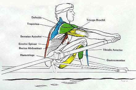 http://www.concept2.com/us/images/products/rowstroke2_color.jpg