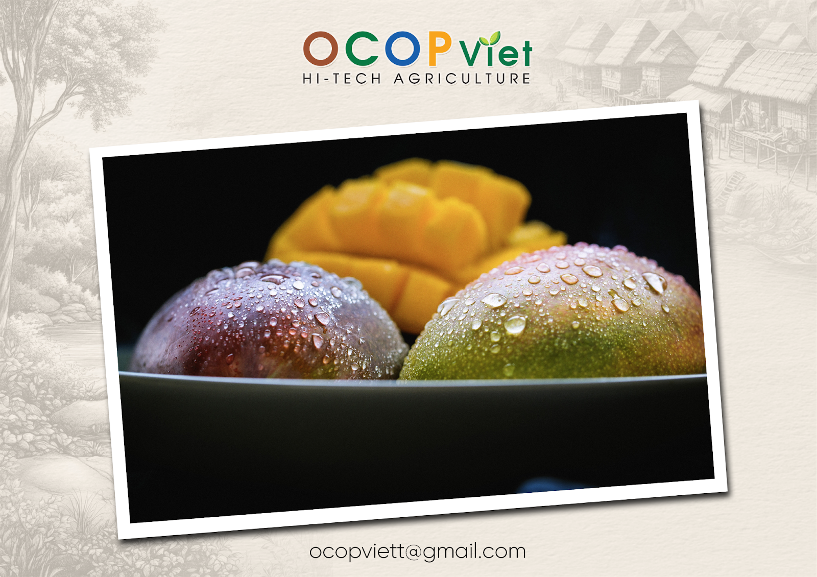 ăn xoài có tốt không