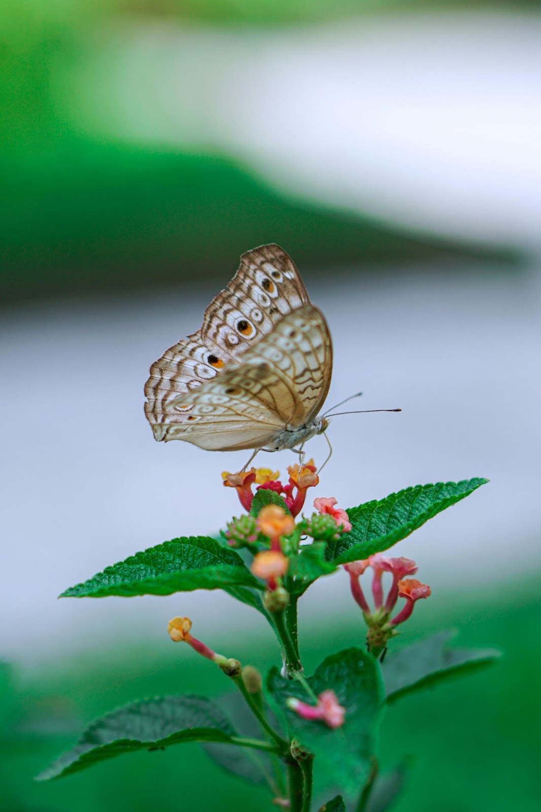 Butterfly Garden Decor for (2025)