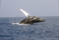 Whale