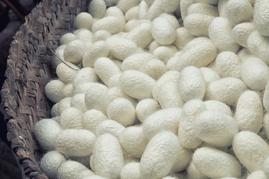 Silkworm cocoons 