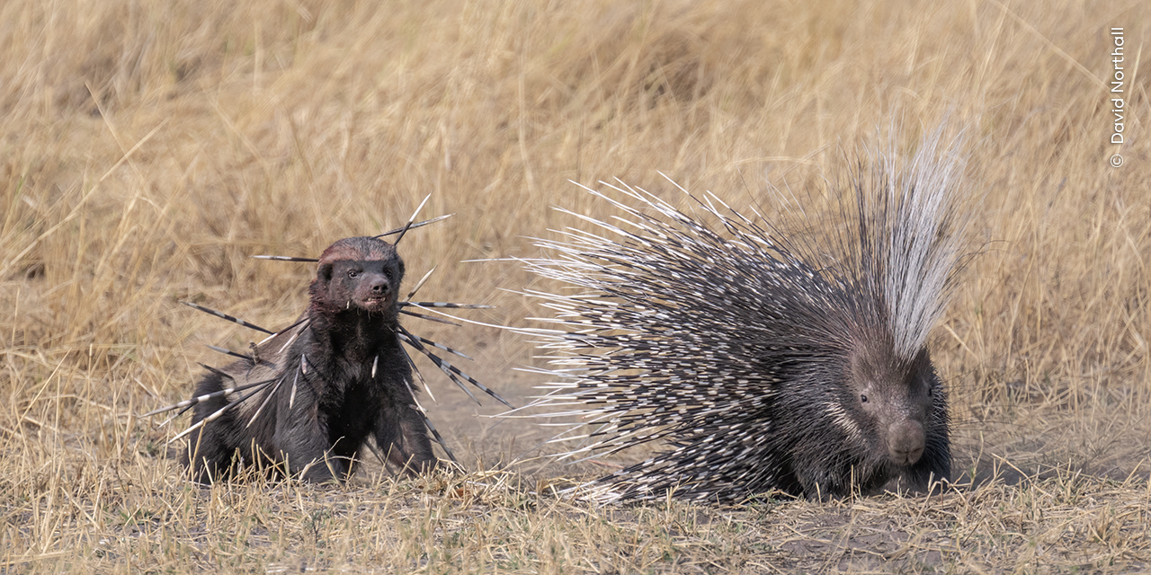 https://c02.purpledshub.com/uploads/sites/62/2024/11/David-Northall-Wildlife-Photographer-of-the-Year.jpg