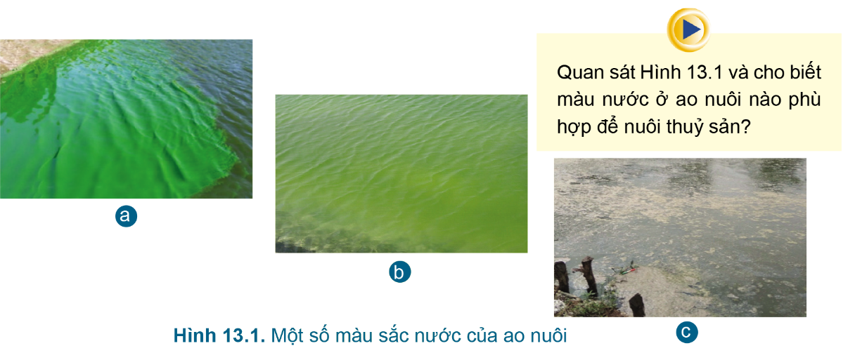 BÀI 13.QUẢN LÍ MÔI TRƯỜNG AO NUÔI VÀ PHÒNG, TRỊ BỆNH THỦY SẢNMỞ ĐẦUCâu hỏi: Quan sát Hình 13.1 và cho biết màu nước ở ao nuôi nào phù hợp để nuôi thủy sản?Đáp án chuẩn:Hình 13.1b: do sự phát triển của tảo lục => thích hợp nhất để nuôi thủy sản.1. QUẢN LÍ MÔI TRƯỜNG AO NUÔICâu hỏi : 1. Vì sao cần quản lí môi trường ao nuôi?2. Môi trường nước ao nuôi thủy sản có những đặc tính nào?Đáp án chuẩn:1. Giảm nguy cơ các bệnh do môi trường; tăng sức khỏe2. Đặc tính lí học, hóa học, sinh học.1.1.Đặc tính lí họcVD. Em hãy tìm hiểu ngưỡng chịu đựng nhiệt độ và nhiệt độ tối ưu của một số loài cá theo mẫu Bảng 13.1Đáp án chuẩn:Loài cáNgưỡng nhiệt độ ( tối thiểu – tối đa)Nhiệt độ tối ưuCá rô phi5 – 42 độ C30 độ CCá chép2 – 44 độ C28 độ CCá hồi4 – 24 độ C12 – 21 độ CCá tra15 – 39 độ C25 – 32 độ CCá tầm15 – 29 độ C22 -25 độ C Luyện tập : Em hãy cho biết một số nguyên nhân làm nước đụcĐáp án chuẩn:Do lượng mưa lớn, ao nuôi quá cạn, cho ăn quá dư thừa 1.2.Đặc tính hóa học1.3.Đặc tính sinh học1.4.Một số biện pháp quản lí môi trường ao nuôi thủy sảnCâu hỏi : Em hãy nêu một số biện pháp quản lí môi trường ao nuôi thủy sản.Đáp án chuẩn:Thiết kế ao không có góc chết, tạo dòng chảy tự nhiên trong nước, kiểm tra yếu tố môi trường nước và cung cấp lượng thức ăn phù hợp.Luyện tập : Quan sát Hình 13.4 và cho biết: Vì sao các thiết bị này lại tăng oxygen cho nước trong ao?Đáp án chuẩn:Vì các máy sục khí sẽ thực hiện nhiệm vụ sục, thổi để bùn bẩn dưới đáy 2. PHÒNG, TRỊ BỆNH THỦY SẢN