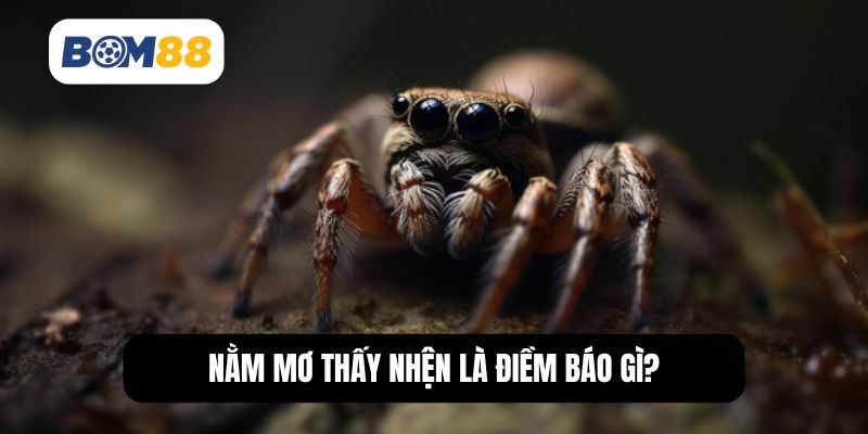 Nằm mơ thấy nhện mang điềm báo gì?