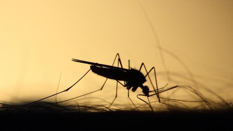 A Company Just Released 150K Genetically Modified Mosquitoes in the United States