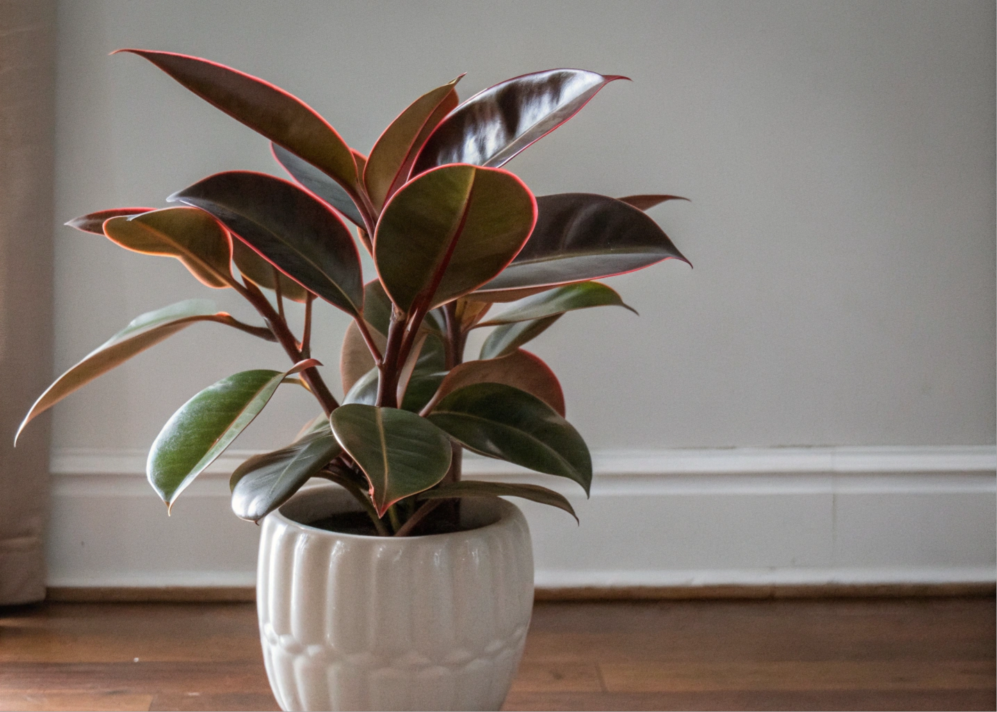 Ficus Elástica em vaso branco sob luz indireta, exibindo folhas verdes e brilhantes