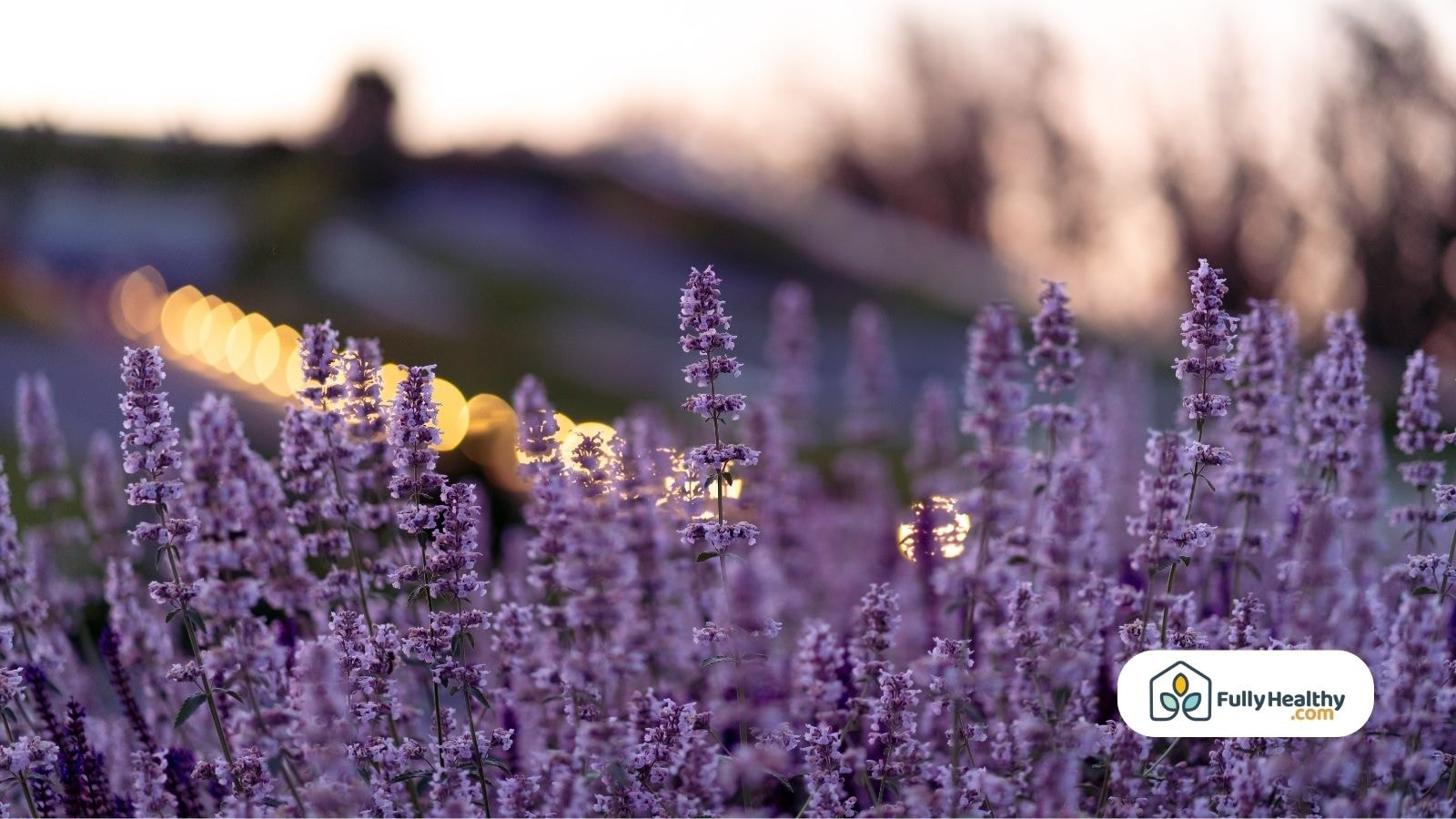 Lavender flowers glowing under soft evening lights in a peaceful field