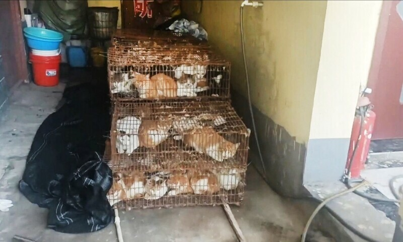 150 Cats Were Trapped