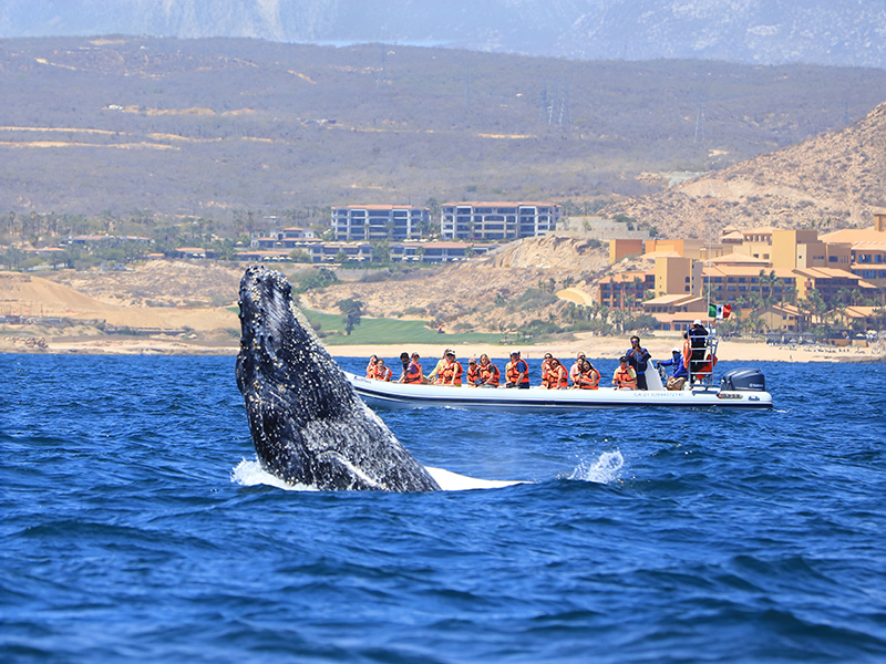 Whale jumping