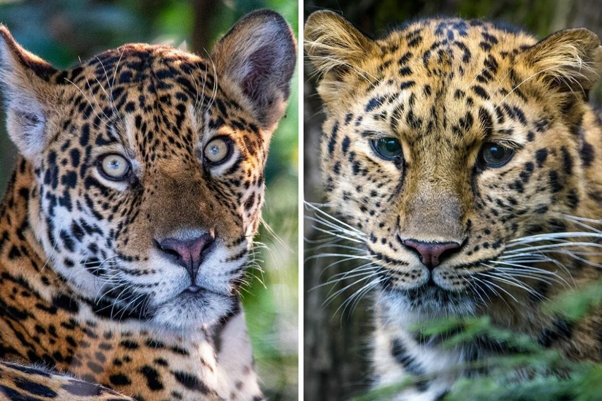 Leopard vs Jaguar