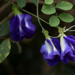 10 flowers name in urdu
