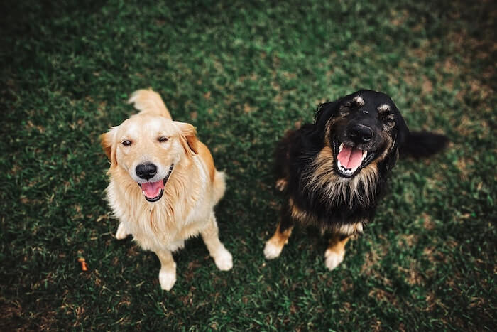 Find listings where you can have a movie night on lounge chairs with your furry friends